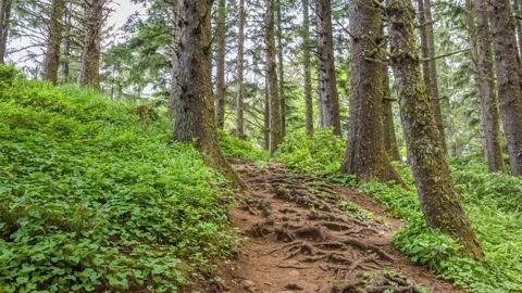 Coastal pine forest footage between Ecola Point and Crescent Beach, Oregon, show Stock Footage 309320940