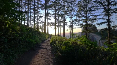 Coastal Pine Forest at Sunset in Oregon, Pacific Northwest Stock Footage 341366521