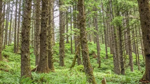 Coastal pine forest trail between Ecola Point and Crescent Beach in Oregon, USA, Stock Footage 309329342