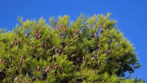 Coastal pine tree branch with green needles and woody cones. Stock Footage 343248385