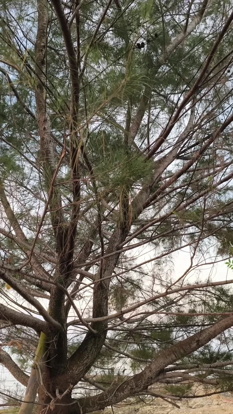 Coastal Pine Tree Branches Swaying Against Bright Sky Stock Footage 340489812