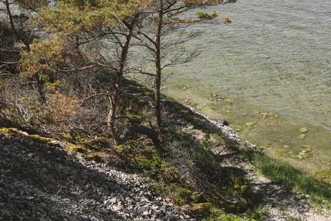 Coastal Pine Trees Above Clear Rocky Shoreline and Shallow Water Stock Photos