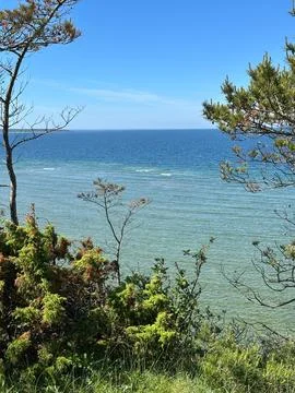 Coastal Pine Trees Framing Clear Blue Sea and Horizon View Photos
