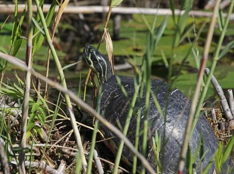 Coastal Plain Cooter Stock Photos