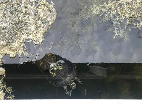 Coastal plain cooter Turtle Stock Photos