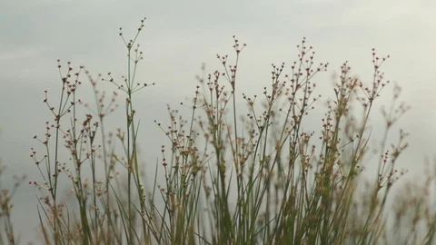 Coastal plants Stock Footage 117832227