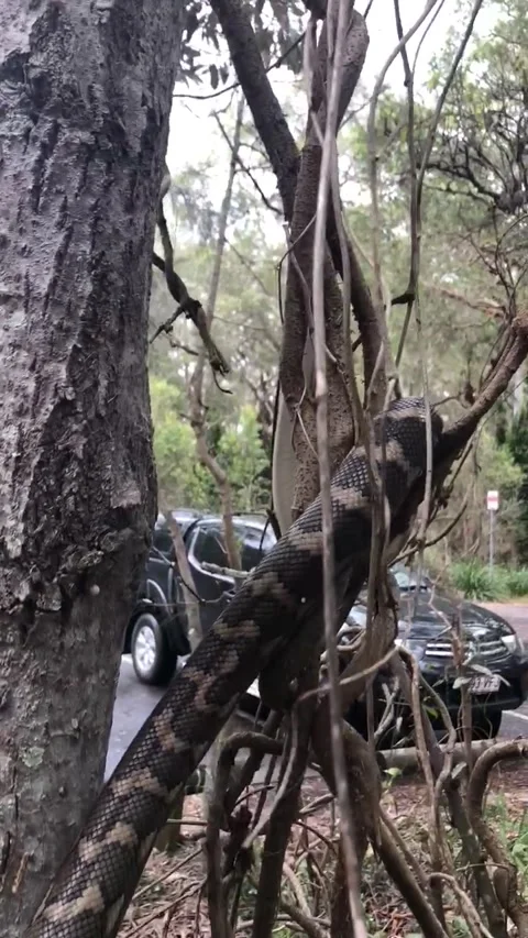 Coastal Python Slithers Up Tree, Brisbane, Queensland, Australia - 08 Sep 2018 動画素材 205243931