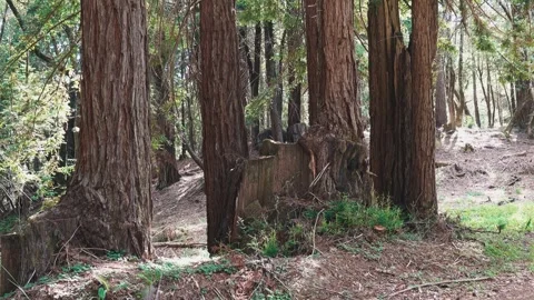 Coastal redwood trees standing in a dense Northern California forest Stock Footage 345615110