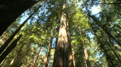 Coastal Redwoods Stock Footage 397250