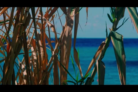 Coastal reeds Stock Footage 301818322