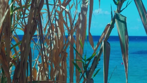 Coastal reeds Stock Footage 301818335