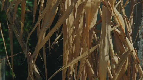 Coastal reeds Stock Footage 301818346