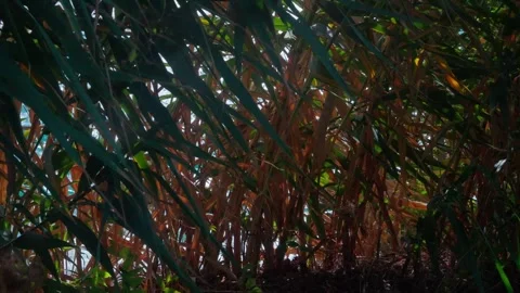 Coastal reeds Stock Footage 301818366