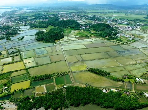 Coastal Rice Fields Overview Stock Photos