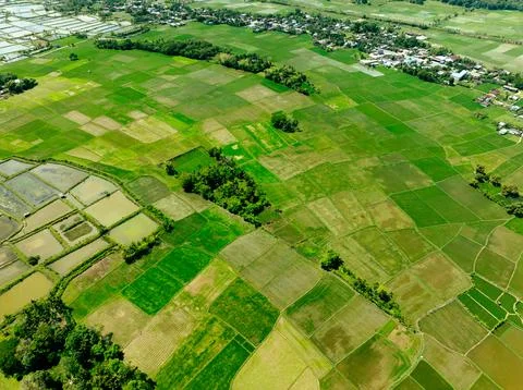 Coastal Rice Fields Zone Stock Photos