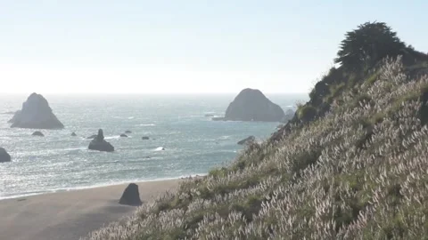 Coastal Rocks and Windswept Cypress Hillside, Jenner Beach, California Stock Footage 346003367