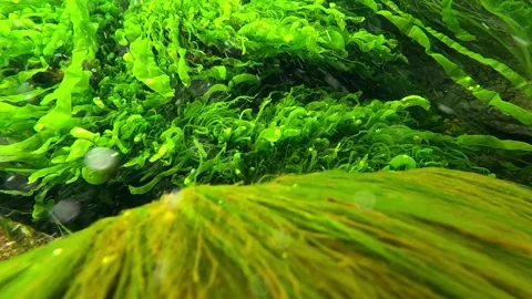 Coastal rocks overgrown with green algae Enteromorpha (Ulva) in the Black Sea Stock Footage 328122791
