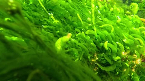 Coastal rocks overgrown with green algae Enteromorpha (Ulva) in the Black S.. Stock Footage 328122870
