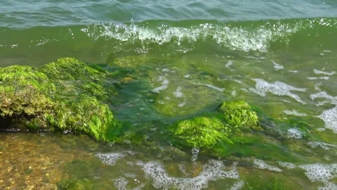 Coastal rocks overgrown with vivid green Ulva intestinalis (Enteromorpha in.. Stock Footage 339359341