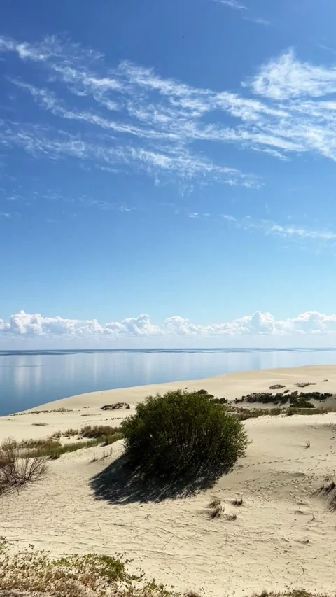 Coastal Sand Dunes with Native Vegetation Under Clear Blue Sky Stock Footage 317629089