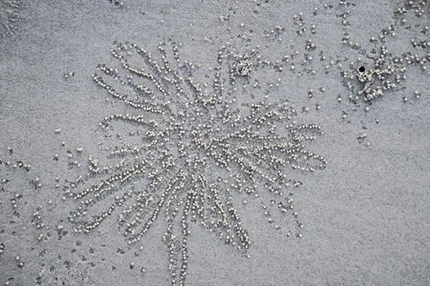 Coastal sand texture with tiny balls created by crabs Stock Photos
