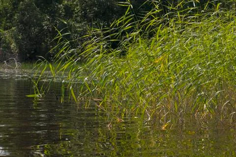 The coastal sedge. Stock Photos