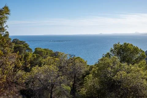 Coastal Spain view through a canopy of pine trees, overlooking a calm blue sea Stock Photos