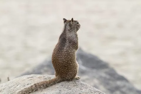 Coastal Squirrel Stock Photos
