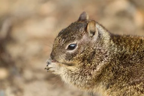 Coastal Squirrel Stock Photos