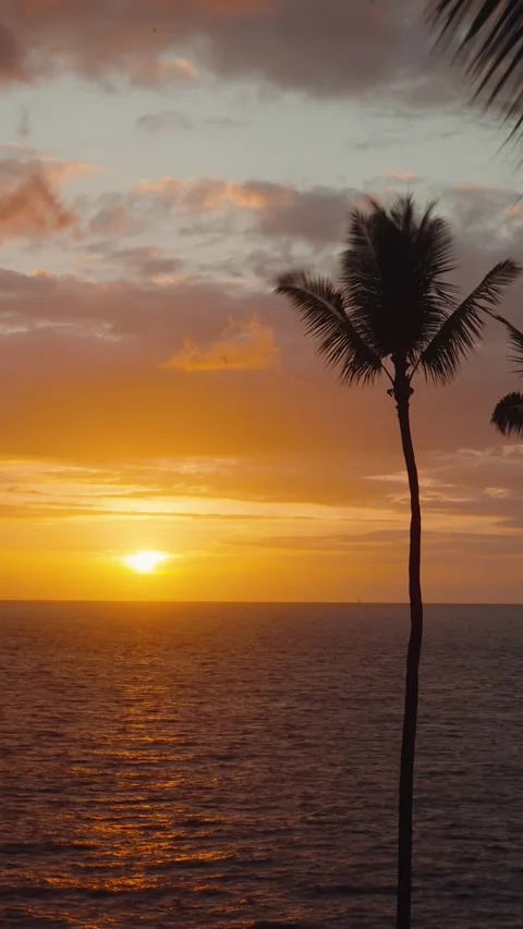 Coastal sunset with palm tree isolated and boats with waves clouds and Stock Footage 319467906