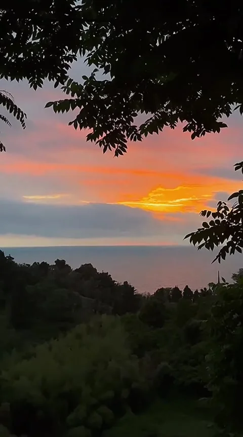 Coastal Sunset View Through Tree Branches Stock Footage 341629544