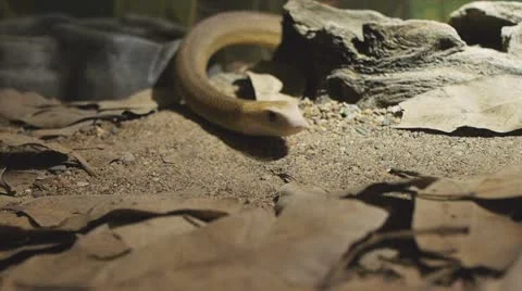 Coastal taipan Stock Footage