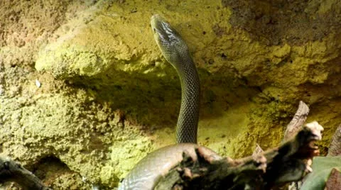 Coastal taipan Stock Footage 21427392