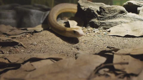 Coastal taipan Stock-Footage 132615181