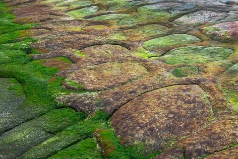 Coastal texture of algae on rocks at low tide of the sea. moss texture in n.. Foto stock