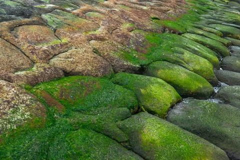 Coastal texture of algae on rocks at low tide of the sea. moss texture in n.. Stock Photos