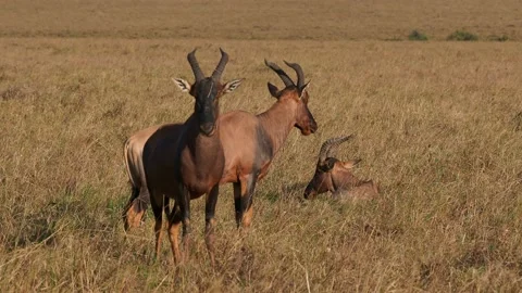 Topi Antelope Stock Footage Royalty Free Stock Videos Pond5