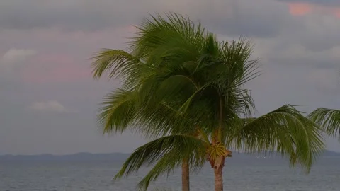 Coastal Tranquility: Two Palm Trees by the Ocean Video stock 255531541