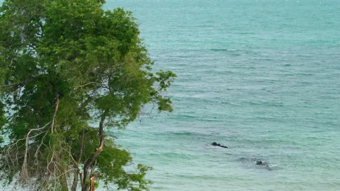 Coastal tree branches swaying in gentle wind over vast turquoise blue sea water Stock-Footage 342917739