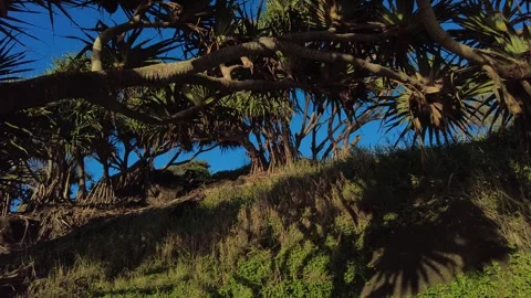 Coastal Trees Australia Stock Footage 273038354