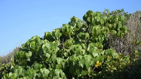 Coastal trees blowing in strong wind Stock Footage 77716034