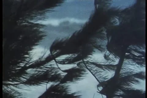 Coastal trees blowing under strong wind 스톡 동영상 11354537