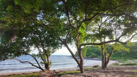 Coastal trees growing along sandy beach overlooking calm blue ocean water Video stock 343198229
