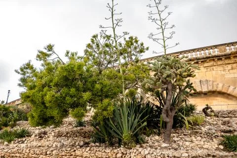 Coastal vegetation Stock Photos