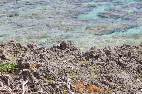 Coastal Vegetation Stock Photos