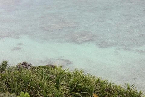 Coastal Vegetation Stock Photos