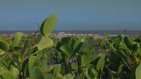 Coastal vegetation on sandy beach with ocean waves background Stock Footage 328577898