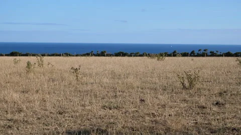 Coastal view across field Seq A Pt2 of 5 Stock Footage 240734573