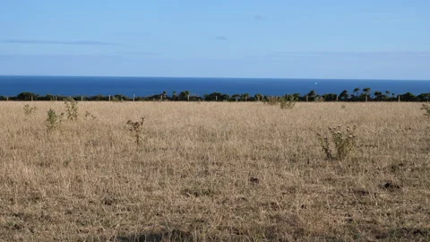 Coastal view across field Seq A Pt1 of 5 Stock Footage 240735062