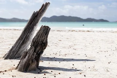 Coastal view with dry tree trunks in white sand on a sunny summer day, Seyc.. Stock Photos